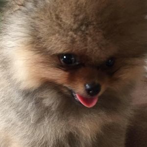 Meet your Posher, Kimi